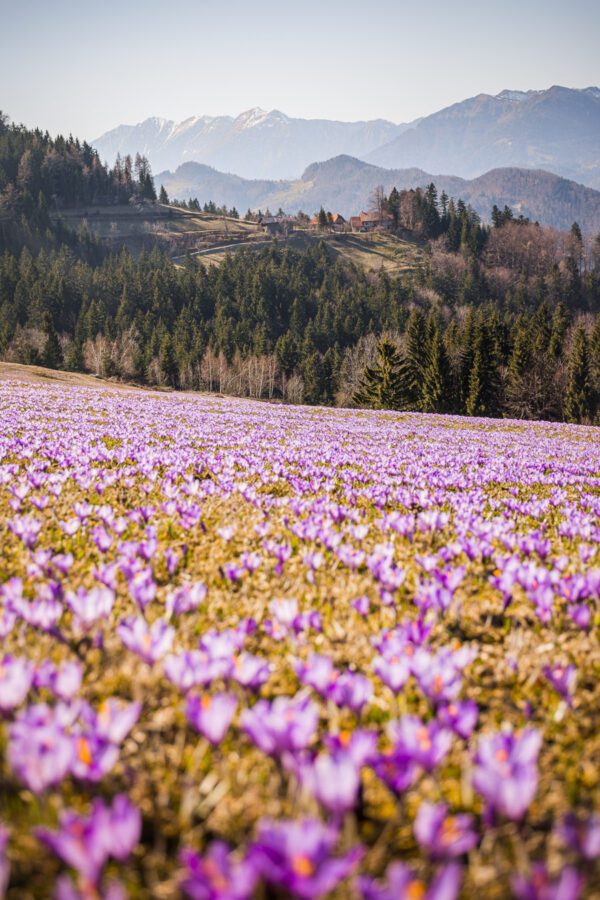Saffron on mountain Velika planina