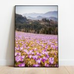Saffron on mountain Velika planina preview framed image