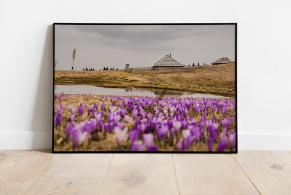 Saffron on mountain Velika planina preview framed image