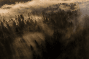 Morning mist in mighty forest of Kočevsko