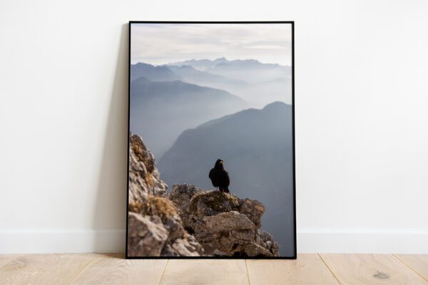 Alpine Chough Bird preview framed picture