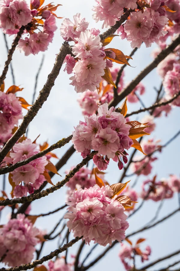Cherry blossom