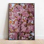 Cherry blossom preview framed picture