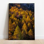 Larch trees planina Konjščica preview framed picture